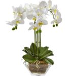 Орхидея фаленопсис в стекле