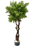 Дерево самшит трехствольный_SAM52-110-1